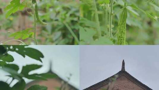 唯美植物高清在线视频素材下载