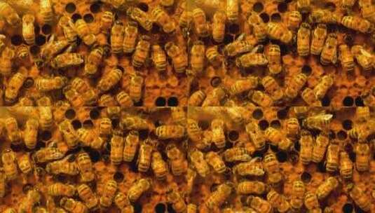 大量蜜蜂在蜂巢高清在线视频素材下载