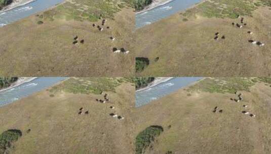 草原牛群吃草高清在线视频素材下载