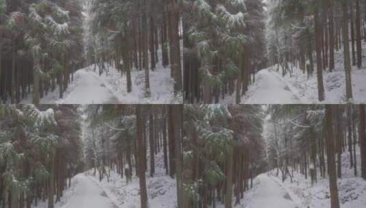 冬季下雪后的森林高清在线视频素材下载
