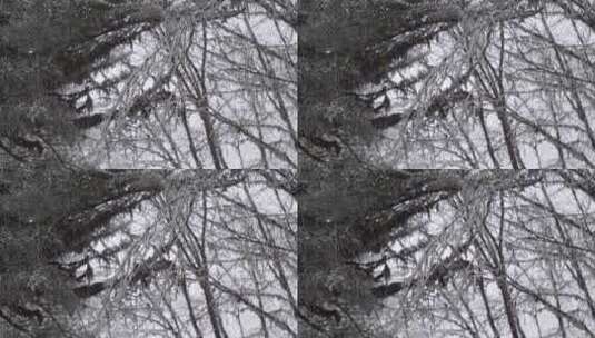 森林树枝冰雪覆盖高清在线视频素材下载