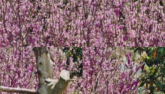 航拍紫玉兰树木二阶玉兰花朵高清在线视频素材下载