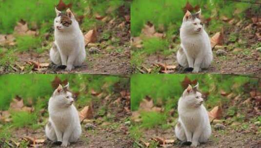 户外草地上一只白色的花脸猫特写高清在线视频素材下载
