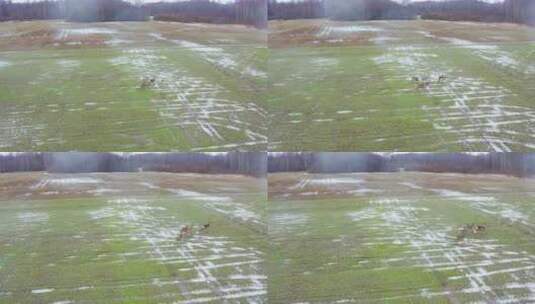 空中降落在带有水坑的绿色农田上的驼鹿群高清在线视频素材下载