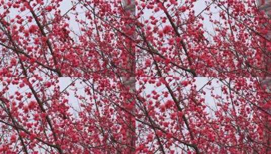 春天红梅花盛开鸟儿在红梅枝头高清在线视频素材下载