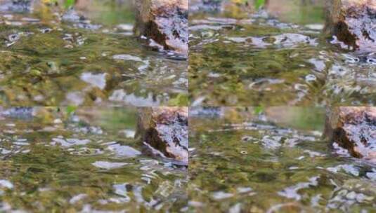 河边流水河流河水小溪山泉泉水水流唯美升格高清在线视频素材下载