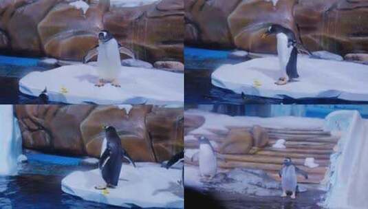 企鹅 南极企鹅高清在线视频素材下载