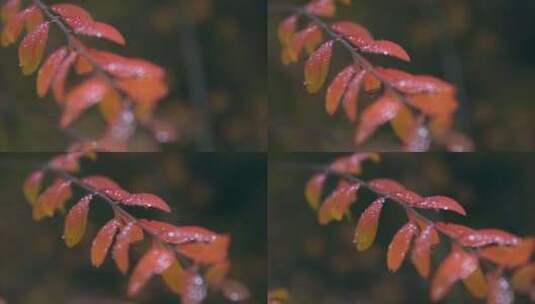 秋天的红色特写高清在线视频素材下载