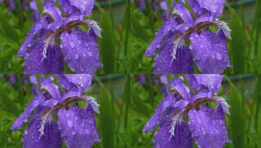 雨中的紫色鸢尾花高清在线视频素材下载
