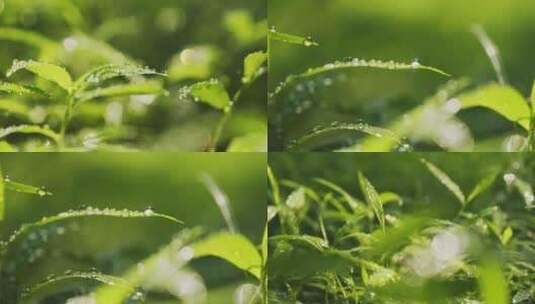 雨后小草丛绿植水珠露珠高清在线视频素材下载