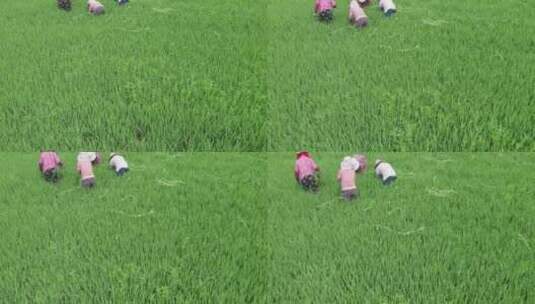 农民在田野里干农活务农插秧高清在线视频素材下载