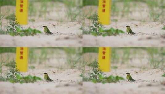 沙地里美丽的小鸟---栗喉蜂虎高清在线视频素材下载