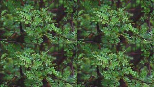 夏季下雨天山林植物树叶水珠特写高清在线视频素材下载