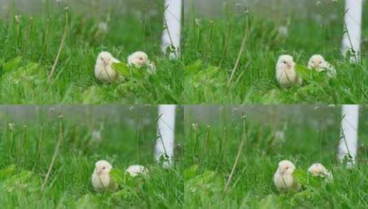 两只小黄鸡坐在青草上啄草高清在线视频素材下载