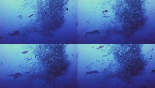 4K-海底鱼群、深海鱼群高清在线视频素材下载