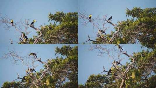 巨嘴鸟，鸟，树，哥斯达黎加高清在线视频素材下载