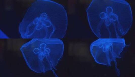 在水中游泳的水母高清在线视频素材下载