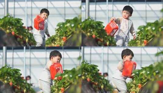 小孩在草莓地 幼儿在草莓地玩耍高清在线视频素材下载