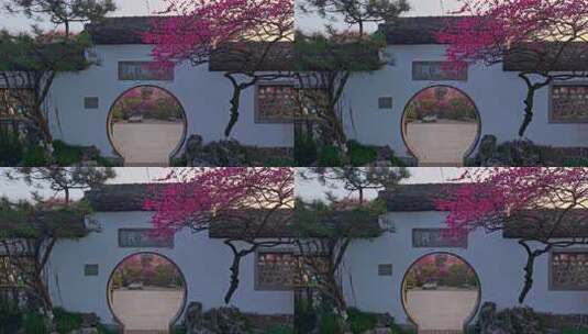 杭州植物园梅花高清在线视频素材下载