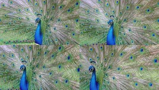 动物园里的孔雀开屏高清在线视频素材下载