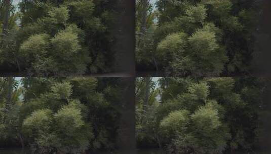 茂密绿植自然景象高清在线视频素材下载