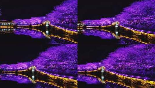 夜景中灯光映照的樱花与桥高清在线视频素材下载