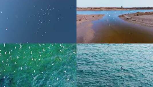 【合集】候鸟 海鸥 白鹭丹顶鹤生态湿地高清在线视频素材下载