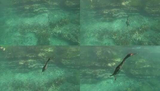 潜水觅食的鸭子高清在线视频素材下载