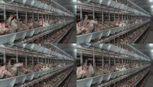 家禽养殖场高清在线视频素材下载