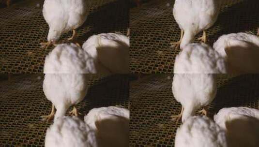 肉鸡白羽鸡的饲养 (6)高清在线视频素材下载