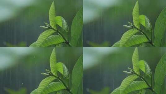 雨中的园林植物高清在线视频素材下载