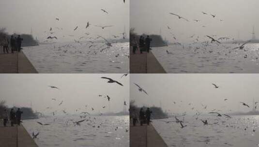 冬季海河飞翔的海鸥候鸟高清在线视频素材下载