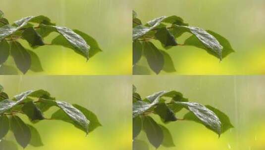 雨落在植物叶子上高清在线视频素材下载