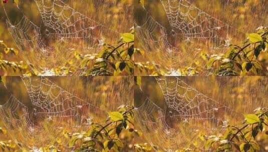 日落时雨中的蜘蛛网高清在线视频素材下载