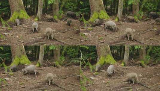 野猪在树下搜寻食物高清在线视频素材下载