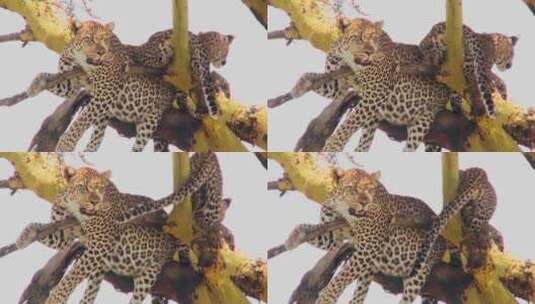 非洲母豹在树上保护它的孩子高清在线视频素材下载