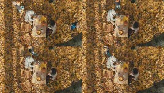 在枫树下玩耍和制作南瓜灯的一家人航拍镜头高清在线视频素材下载