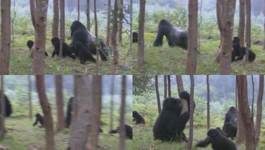 猩猩在卢旺达丛林行走高清在线视频素材下载