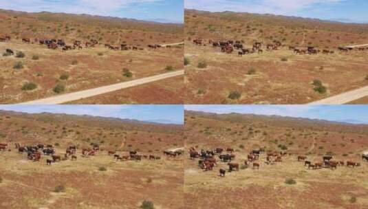 沙漠牧场地区放牧奶牛高清在线视频素材下载