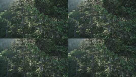 加州红杉林的树木高清在线视频素材下载