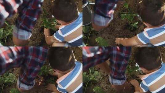 男孩正在种植草莓幼苗高清在线视频素材下载