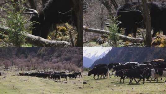 四川高原草地牦牛群雪山放牧民甘孜州川西高清在线视频素材下载
