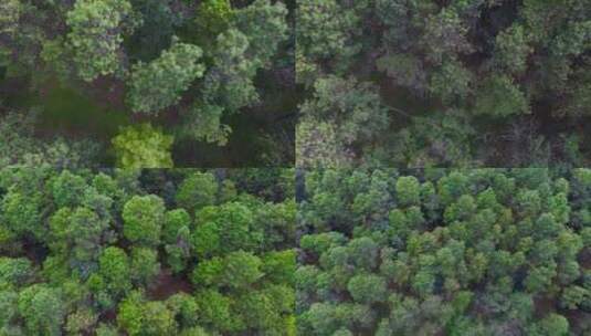 原始森林视频中国西南山区云南松原始森林高清在线视频素材下载