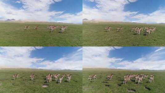 草原奔腾的驴高清在线视频素材下载