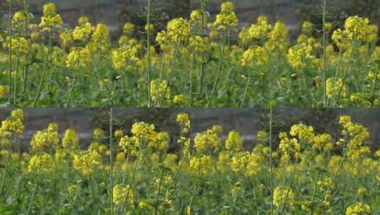 春日里的油菜花盛开蜜蜂采蜜高清在线视频素材下载