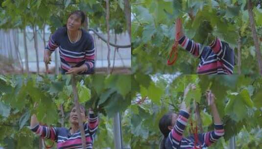 葡萄园大棚女农户修剪枝叶高清在线视频素材下载