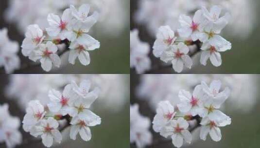 雨中的樱花高清在线视频素材下载