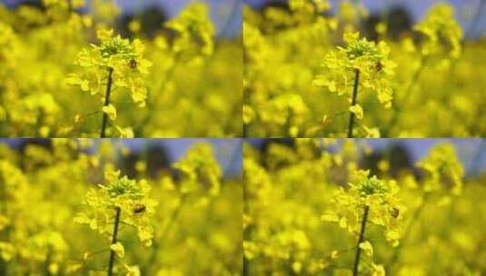 油菜花 蜜蜂采蜜 唯美油菜花高清在线视频素材下载