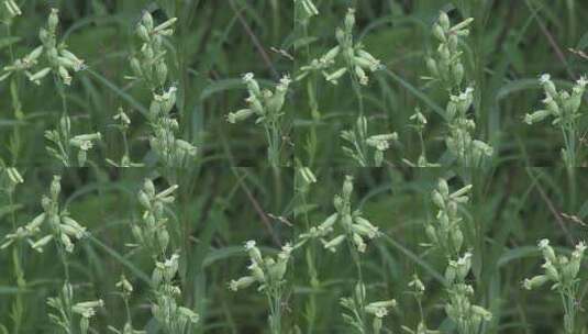 大兴安岭野生植物：麦瓶草高清在线视频素材下载