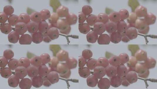 秋季树枝上成熟的海棠特写镜头高清在线视频素材下载
